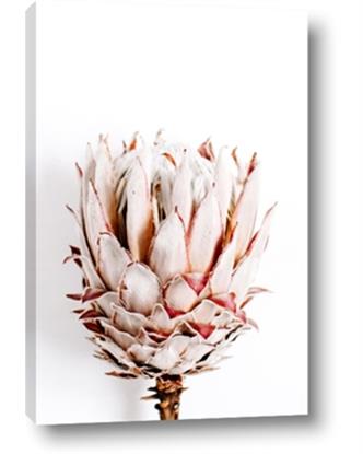 Picture of Soft Protea