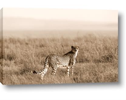 Picture of Spotted in the Savanna