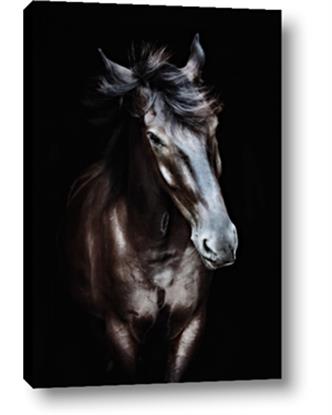 Picture of Black Stallion