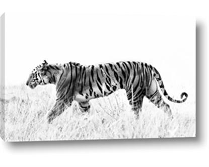 Picture of Tiger Path