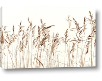 Picture of Wheat in the Wind IV