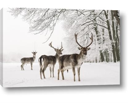 Picture of Winter Deers