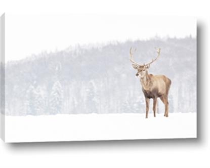 Picture of Winter Stag
