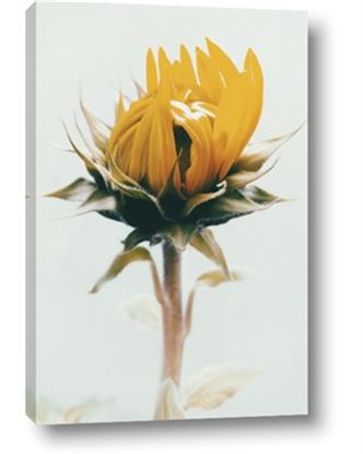 Picture of Yellow Bloom