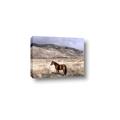 Picture of Lone Horse  _GroupedProduct_Rectangle_Landscape_Photography _GroupedProduct_Rectangle_Landscape_Canvas_