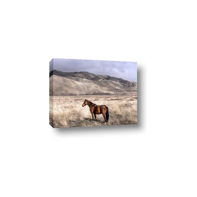 Picture of Lone Horse  _GroupedProduct_Rectangle_Landscape_Photography _GroupedProduct_Rectangle_Landscape_Canvas_