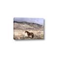 Picture of Lone Horse  _GroupedProduct_Rectangle_Landscape_Photography _GroupedProduct_Rectangle_Landscape_Canvas_