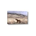 Picture of Lone Horse  _GroupedProduct_Rectangle_Landscape_Photography _GroupedProduct_Rectangle_Landscape_Canvas_