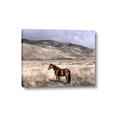 Picture of Lone Horse  _GroupedProduct_Rectangle_Landscape_Photography _GroupedProduct_Rectangle_Landscape_Canvas_