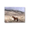 Picture of Lone Horse  _GroupedProduct_Rectangle_Landscape_Photography _GroupedProduct_Rectangle_Landscape_Canvas_