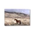 Picture of Lone Horse  _GroupedProduct_Rectangle_Landscape_Photography _GroupedProduct_Rectangle_Landscape_Canvas_