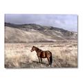 Picture of Lone Horse  _GroupedProduct_Rectangle_Landscape_Photography _GroupedProduct_Rectangle_Landscape_Canvas_