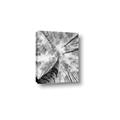 Picture of Look up Birch _GroupedProduct_Rectangle_Portrait_Photography _GroupedProduct_Rectangle_Portrait_Canvas_