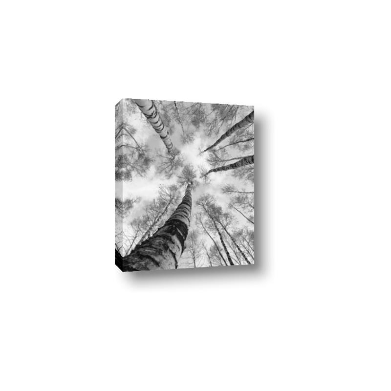 Picture of Look up Birch _GroupedProduct_Rectangle_Portrait_Photography _GroupedProduct_Rectangle_Portrait_Canvas_