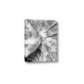 Picture of Look up Birch _GroupedProduct_Rectangle_Portrait_Photography _GroupedProduct_Rectangle_Portrait_Canvas_