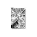Picture of Look up Birch _GroupedProduct_Rectangle_Portrait_Photography _GroupedProduct_Rectangle_Portrait_Canvas_