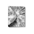 Picture of Look up Birch _GroupedProduct_Rectangle_Portrait_Photography _GroupedProduct_Rectangle_Portrait_Canvas_