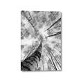 Picture of Look up Birch _GroupedProduct_Rectangle_Portrait_Photography _GroupedProduct_Rectangle_Portrait_Canvas_