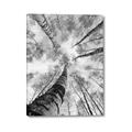 Picture of Look up Birch _GroupedProduct_Rectangle_Portrait_Photography _GroupedProduct_Rectangle_Portrait_Canvas_