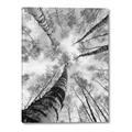 Picture of Look up Birch _GroupedProduct_Rectangle_Portrait_Photography _GroupedProduct_Rectangle_Portrait_Canvas_