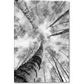 Picture of Look up Birch _GroupedProduct_Rectangle_Portrait_Photography _GroupedProduct_Rectangle_Portrait_Canvas_