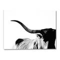Picture of Max, the Bull _GroupedProduct_Rectangle_Landscape_Photography _GroupedProduct_Rectangle_Landscape_Canvas_