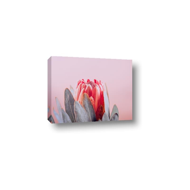 Picture of Mid Bloom _GroupedProduct_Rectangle_Landscape_Photography _GroupedProduct_Rectangle_Landscape_Canvas_