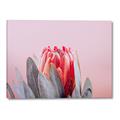 Picture of Mid Bloom _GroupedProduct_Rectangle_Landscape_Photography _GroupedProduct_Rectangle_Landscape_Canvas_