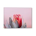 Picture of Mid Bloom _GroupedProduct_Rectangle_Landscape_Photography _GroupedProduct_Rectangle_Landscape_Canvas_