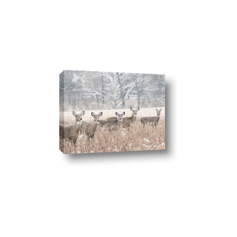 Picture of Oh Deer  _GroupedProduct_Rectangle_Landscape_Photography _GroupedProduct_Rectangle_Landscape_Canvas_