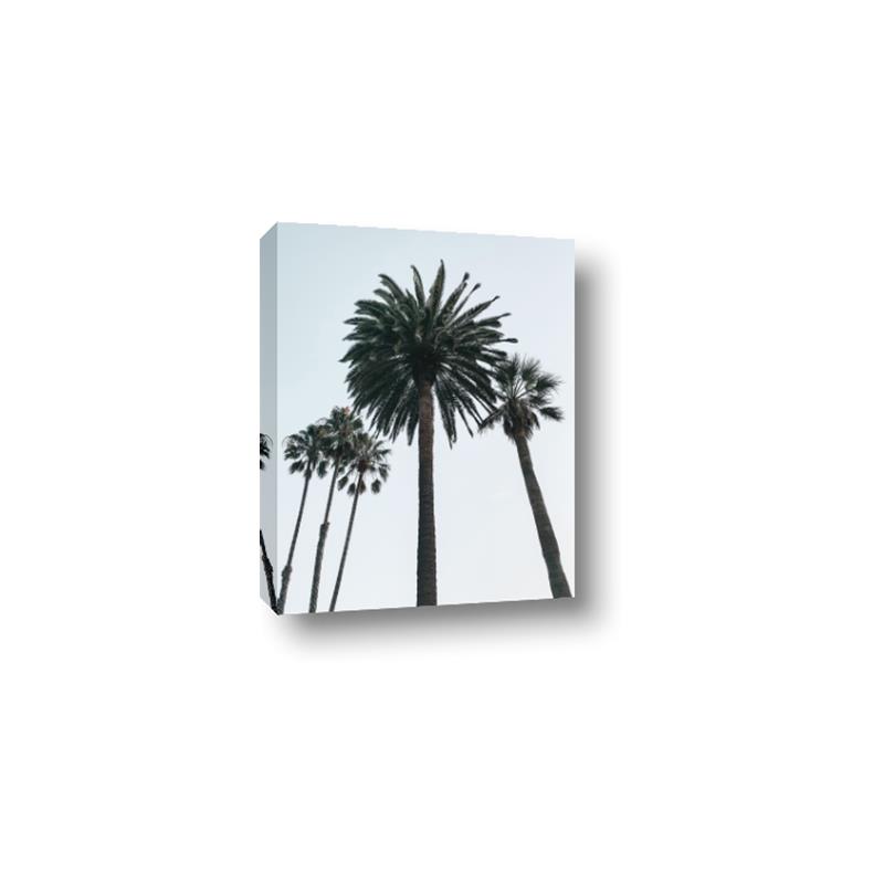 Picture of Palm Trees  _GroupedProduct_Rectangle_Portrait_Photography _GroupedProduct_Rectangle_Portrait_Canvas_