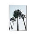 Picture of Palm Trees  _GroupedProduct_Rectangle_Portrait_Photography _GroupedProduct_Rectangle_Portrait_Canvas_