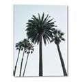 Picture of Palm Trees  _GroupedProduct_Rectangle_Portrait_Photography _GroupedProduct_Rectangle_Portrait_Canvas_