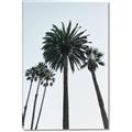 Picture of Palm Trees  _GroupedProduct_Rectangle_Portrait_Photography _GroupedProduct_Rectangle_Portrait_Canvas_