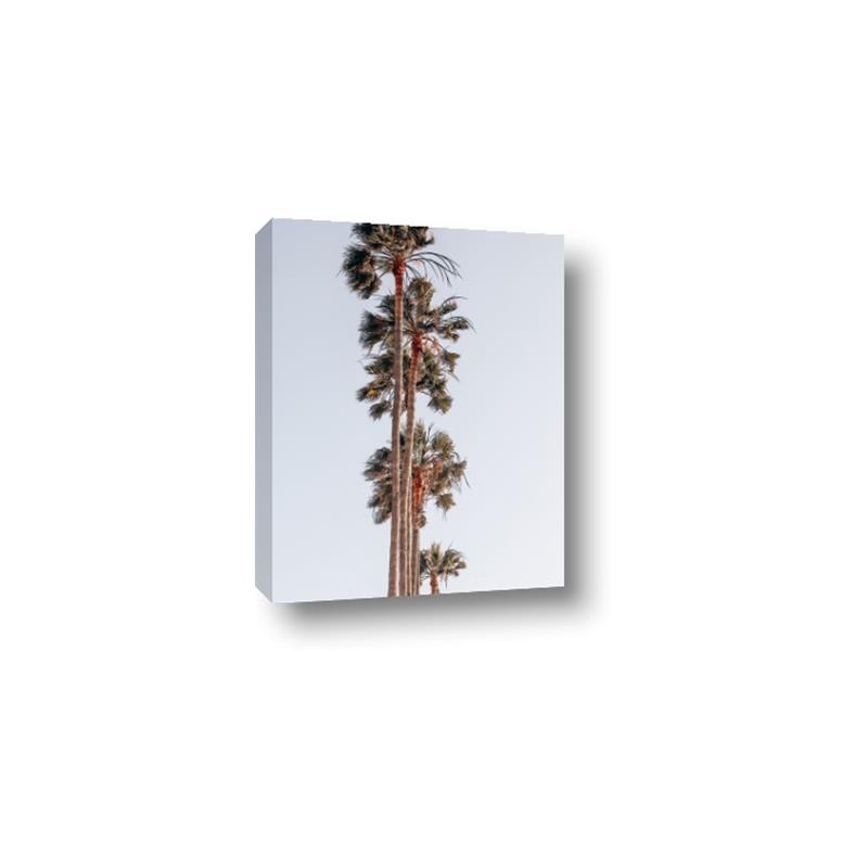 Picture of Palm Trees IV _GroupedProduct_Rectangle_Portrait_Photography _GroupedProduct_Rectangle_Portrait_Canvas_