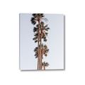 Picture of Palm Trees IV _GroupedProduct_Rectangle_Portrait_Photography _GroupedProduct_Rectangle_Portrait_Canvas_