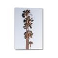 Picture of Palm Trees IV _GroupedProduct_Rectangle_Portrait_Photography _GroupedProduct_Rectangle_Portrait_Canvas_