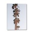 Picture of Palm Trees IV _GroupedProduct_Rectangle_Portrait_Photography _GroupedProduct_Rectangle_Portrait_Canvas_