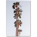 Picture of Palm Trees IV _GroupedProduct_Rectangle_Portrait_Photography _GroupedProduct_Rectangle_Portrait_Canvas_