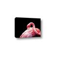 Picture of Pink in Contrast  _GroupedProduct_Rectangle_Landscape_Photography _GroupedProduct_Rectangle_Landscape_Canvas_