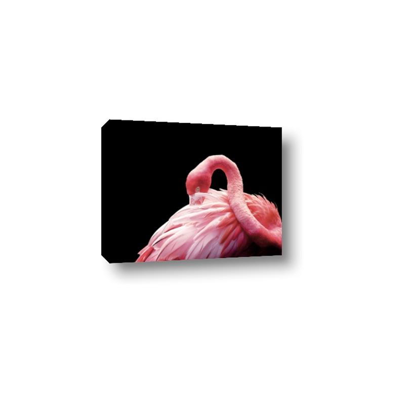 Picture of Pink in Contrast  _GroupedProduct_Rectangle_Landscape_Photography _GroupedProduct_Rectangle_Landscape_Canvas_