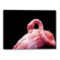 Picture of Pink in Contrast  _GroupedProduct_Rectangle_Landscape_Photography _GroupedProduct_Rectangle_Landscape_Canvas_