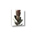 Picture of Plant Life _GroupedProduct_Rectangle_Portrait_Photography _GroupedProduct_Rectangle_Portrait_Canvas_