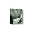 Picture of Sage Leaves  _GroupedProduct_Rectangle_Portrait_Photography _GroupedProduct_Rectangle_Portrait_Canvas_