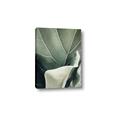 Picture of Sage Leaves  _GroupedProduct_Rectangle_Portrait_Photography _GroupedProduct_Rectangle_Portrait_Canvas_