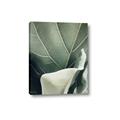 Picture of Sage Leaves  _GroupedProduct_Rectangle_Portrait_Photography _GroupedProduct_Rectangle_Portrait_Canvas_