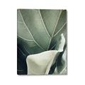 Picture of Sage Leaves  _GroupedProduct_Rectangle_Portrait_Photography _GroupedProduct_Rectangle_Portrait_Canvas_