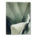 Picture of Sage Leaves  _GroupedProduct_Rectangle_Portrait_Photography _GroupedProduct_Rectangle_Portrait_Canvas_
