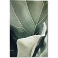 Picture of Sage Leaves  _GroupedProduct_Rectangle_Portrait_Photography _GroupedProduct_Rectangle_Portrait_Canvas_