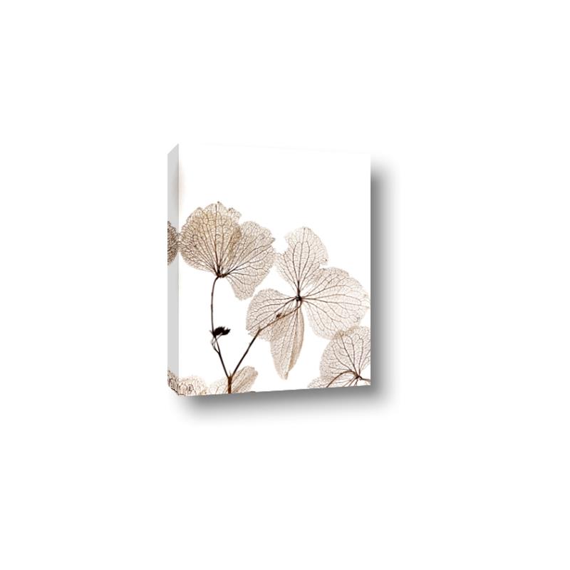 Picture of Sepia Botanic _GroupedProduct_Rectangle_Portrait_Photography _GroupedProduct_Rectangle_Portrait_Canvas_